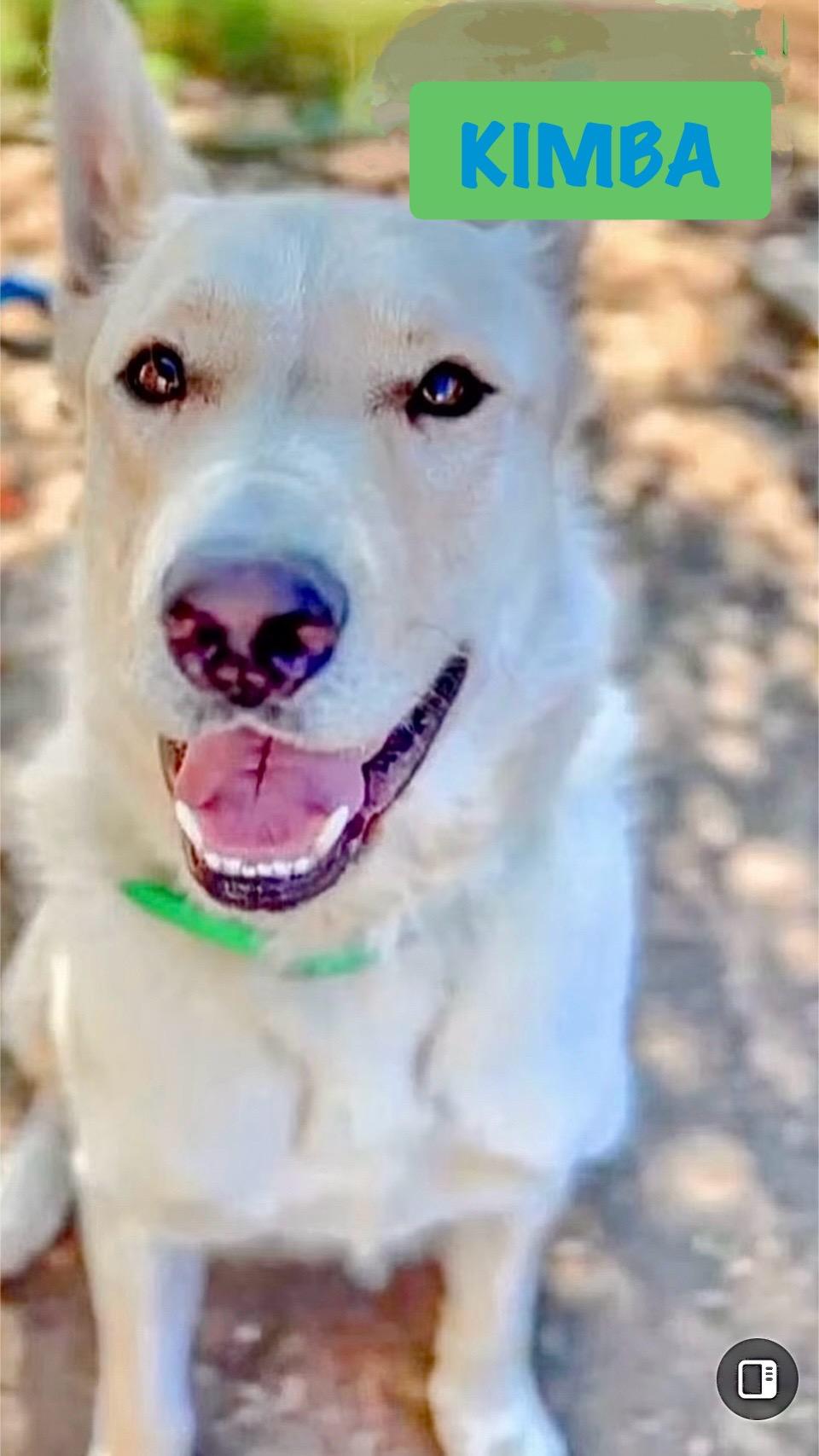 Kimba, a Adoptable mixed breed in Studio City, CA image 4/6