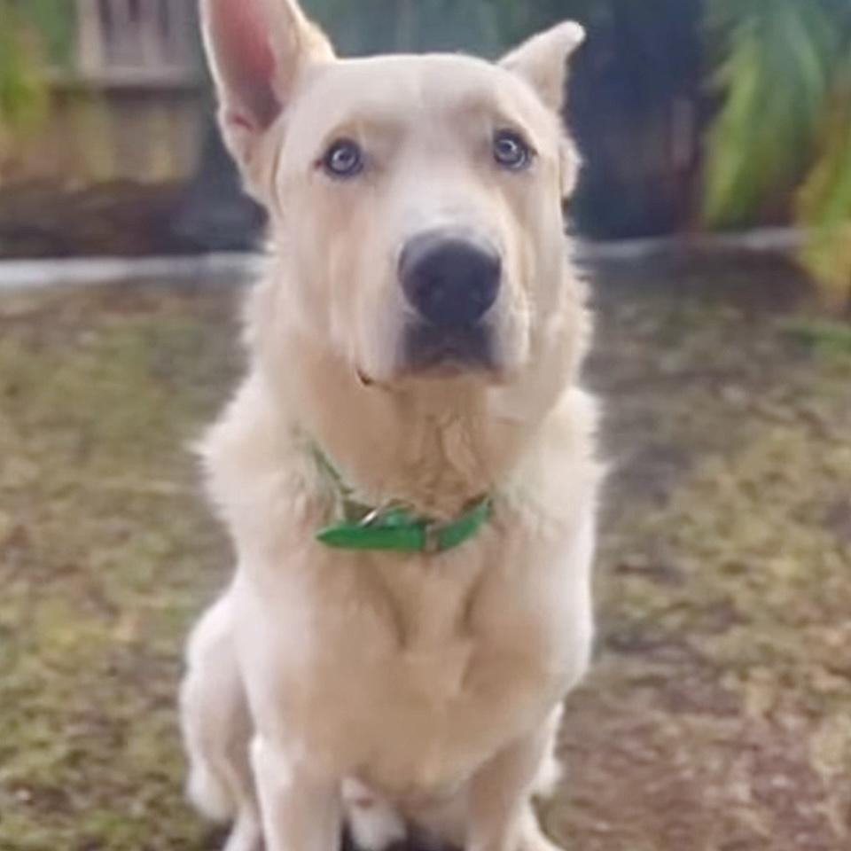 Kimba, a Adoptable mixed breed in Studio City, CA image 6/6
