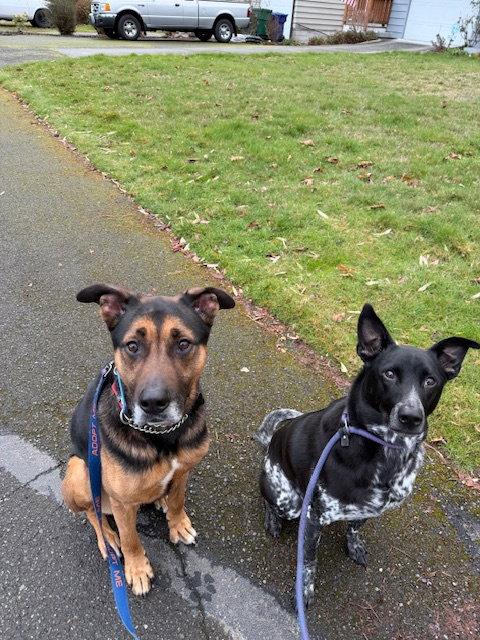 Ranger, Adopted, Adult Male German Shepherd Dog.