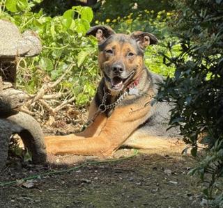 Ranger, a Adopted German Shepherd Dog in Bothell, WA image 2/3