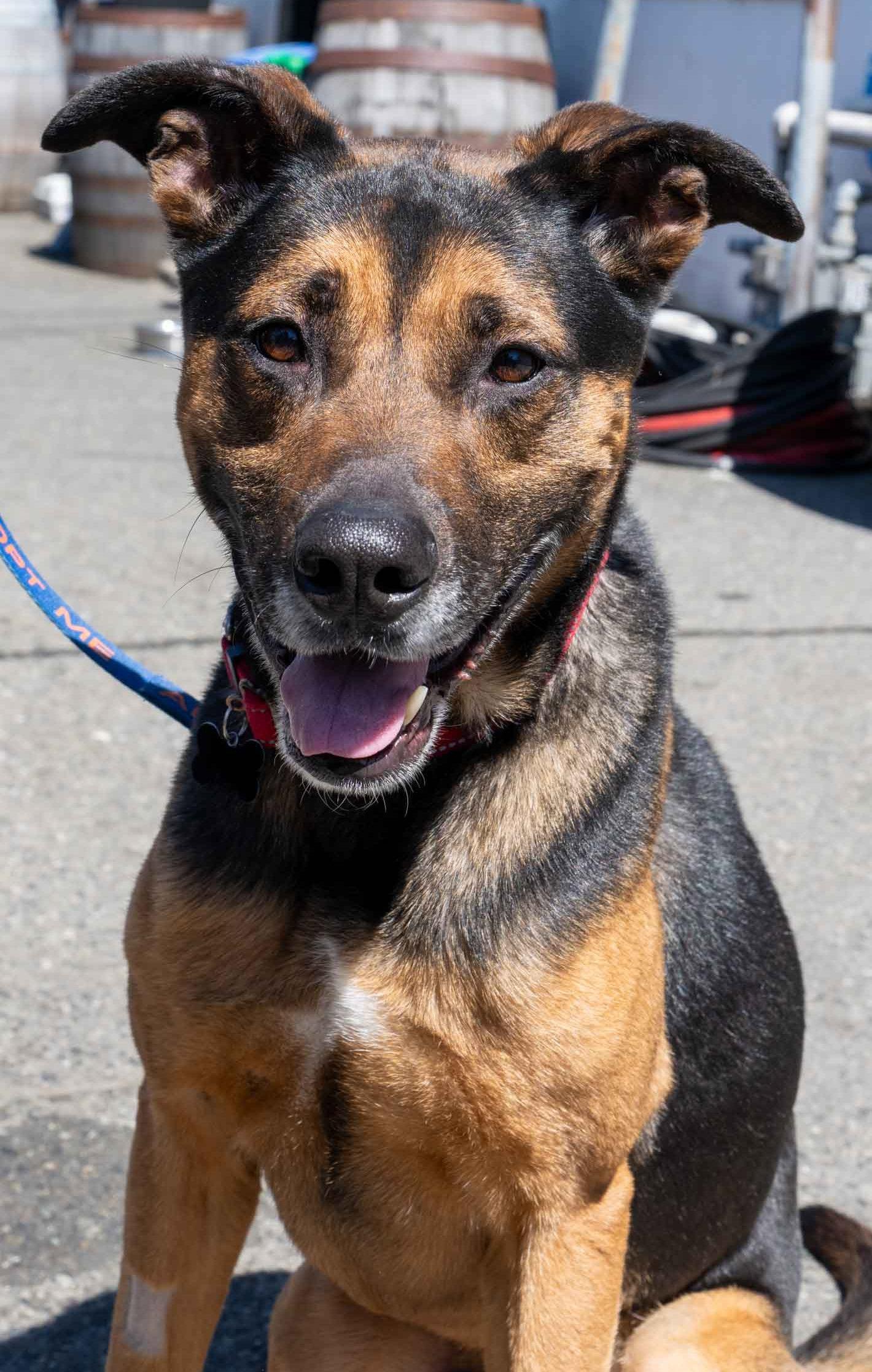 Ranger, a Adopted German Shepherd Dog in Bothell, WA image 3/3