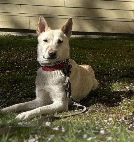 Sienna, Adoptable, Young Female Labrador Retriever & Husky.