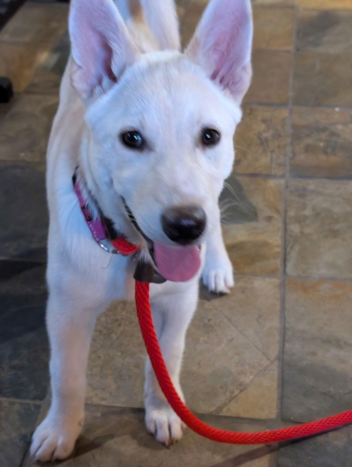 Enlarge Sienna, a Adoptable mixed breed in Bothell, WA image 1/3
