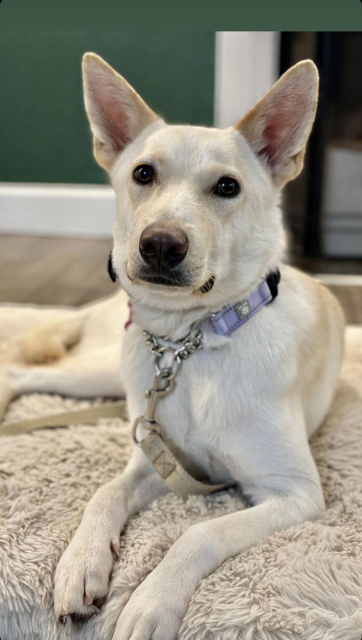 Enlarge Sienna, a Adoptable mixed breed in Bothell, WA image 1/3