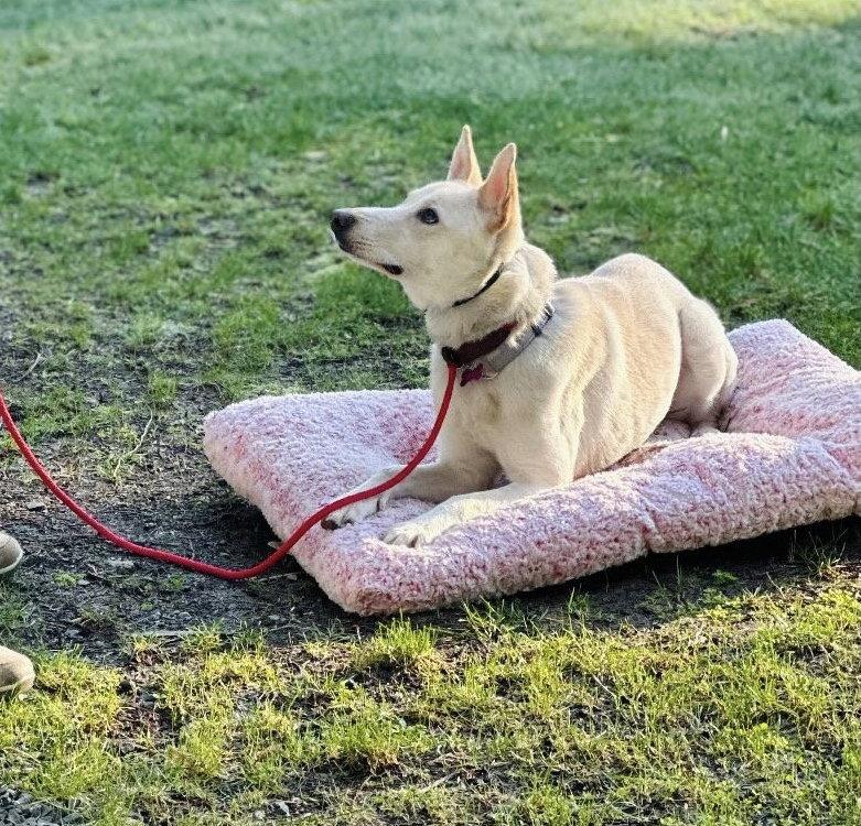 Sienna, a Adoptable mixed breed in Bothell, WA image 3/3