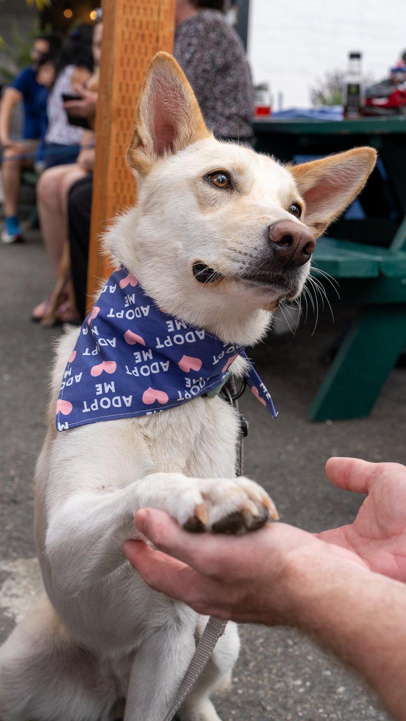 Sienna, a Adoptable mixed breed in Bothell, WA image 2/3