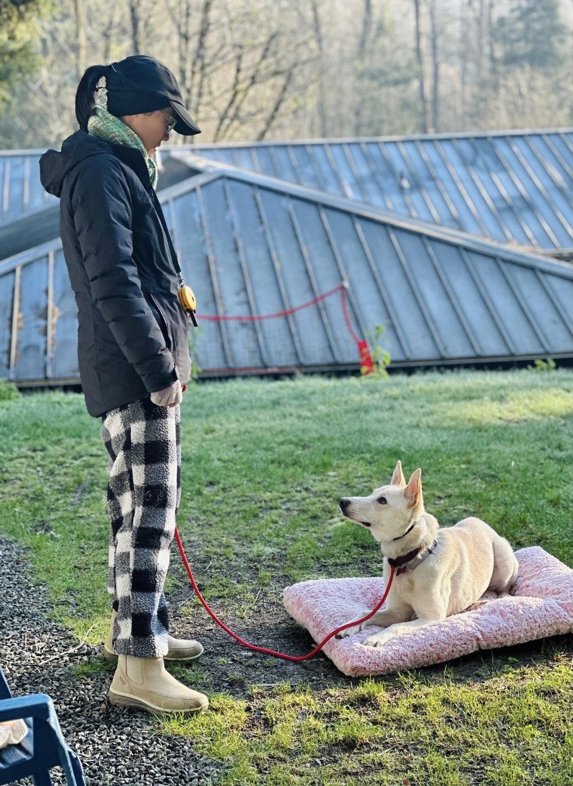 Enlarge Sienna, a Adoptable mixed breed in Bothell, WA image 2/3