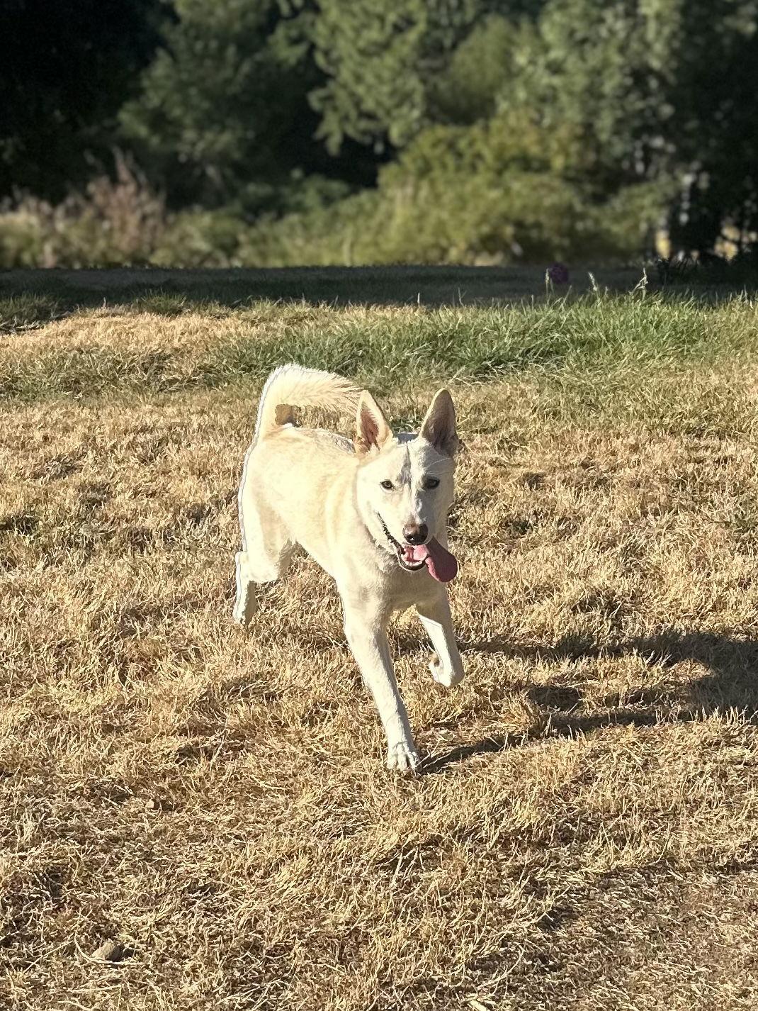 Enlarge Sienna, a Adoptable mixed breed in Bothell, WA image 2/3