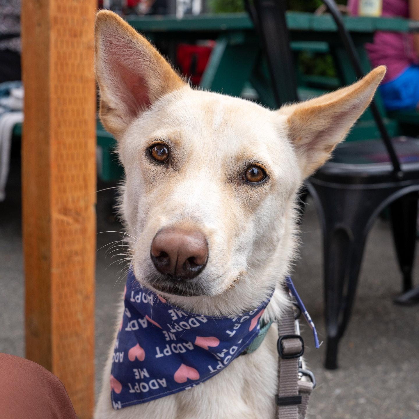 Sienna, a Adoptable mixed breed in Bothell, WA image 3/3