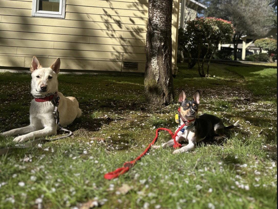 Enlarge Sienna, a Adoptable mixed breed in Bothell, WA image 3/3
