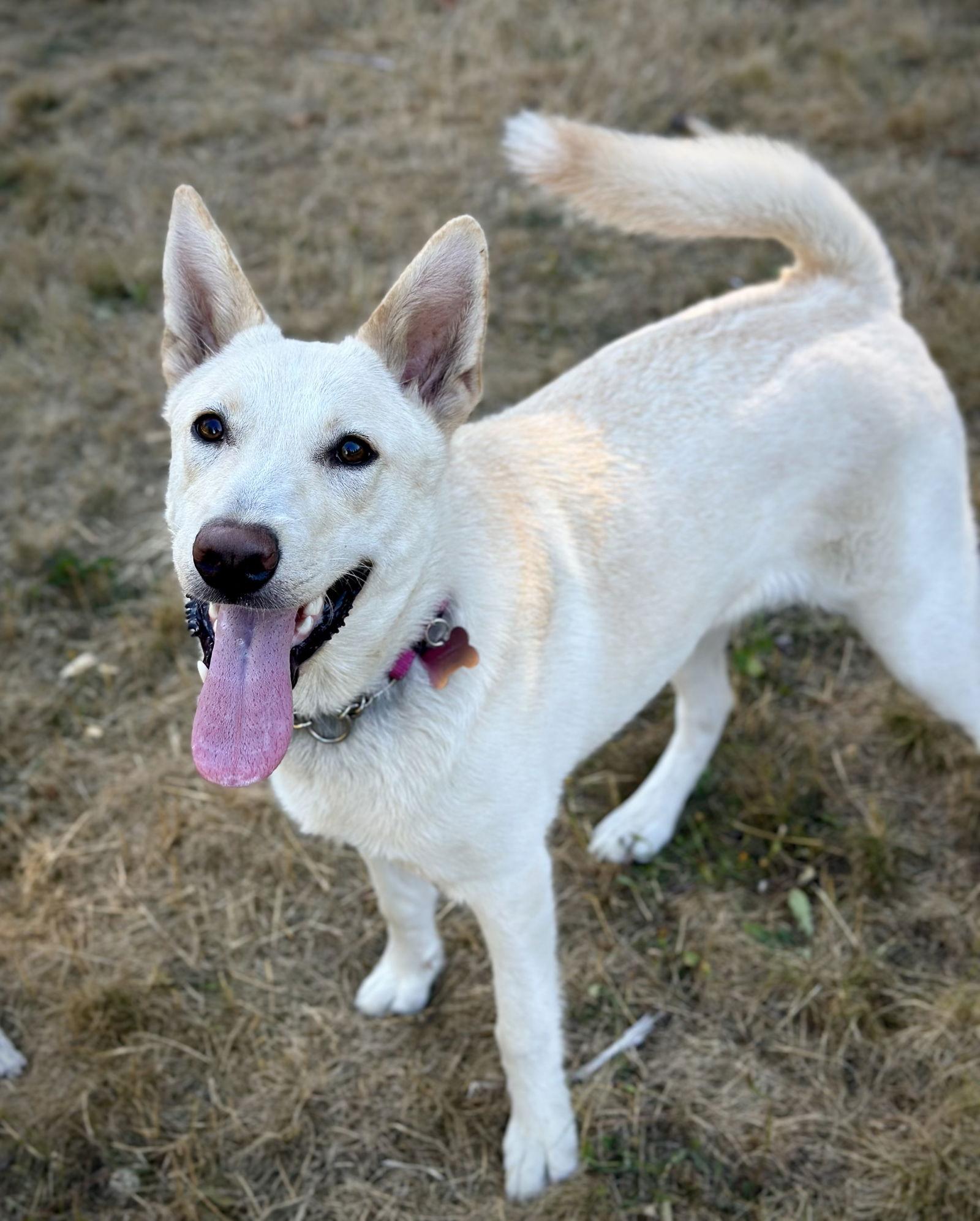 Enlarge Sienna, a Adoptable mixed breed in Bothell, WA image 3/3