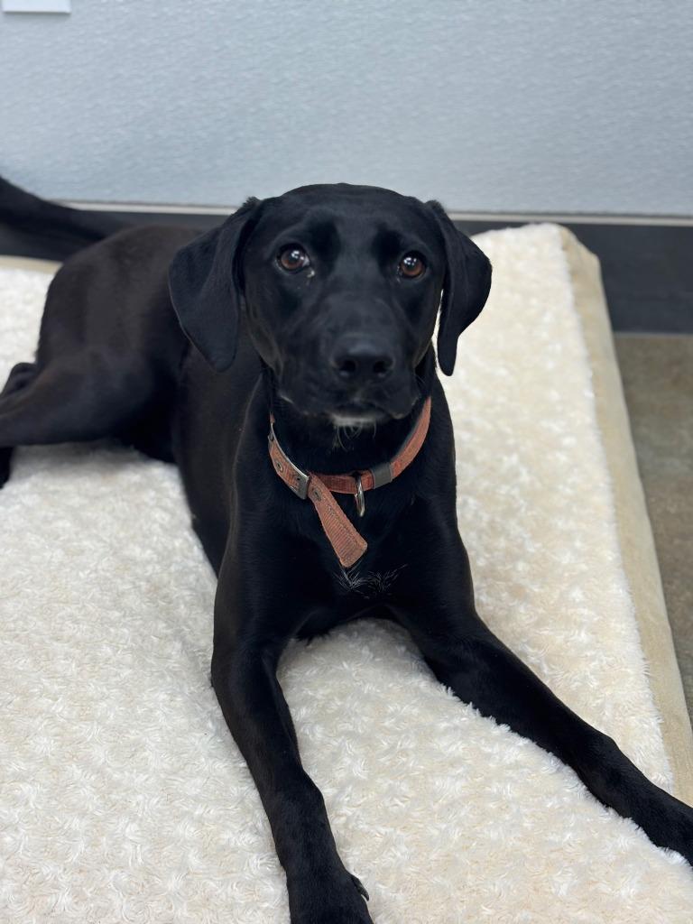 Enlarge Minnie, a Adoptable Labrador Retriever in Austin, TX image 1/1