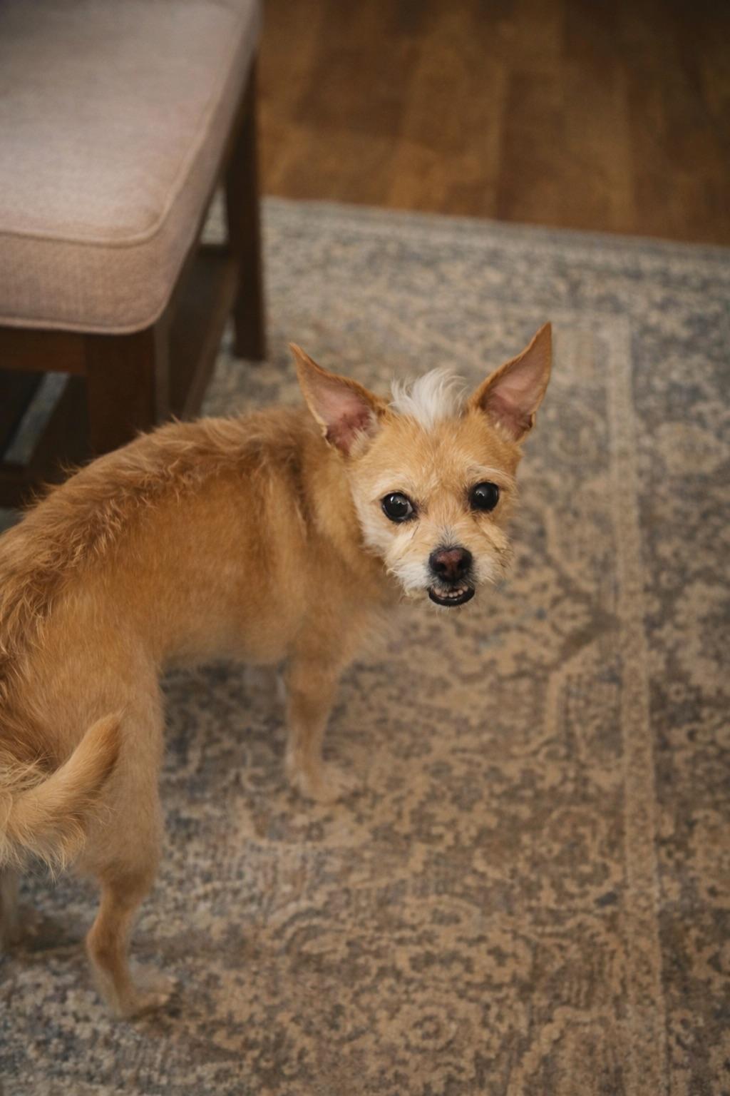 DAISY, a Adoptable mixed breed in Branford, CT image 4/4