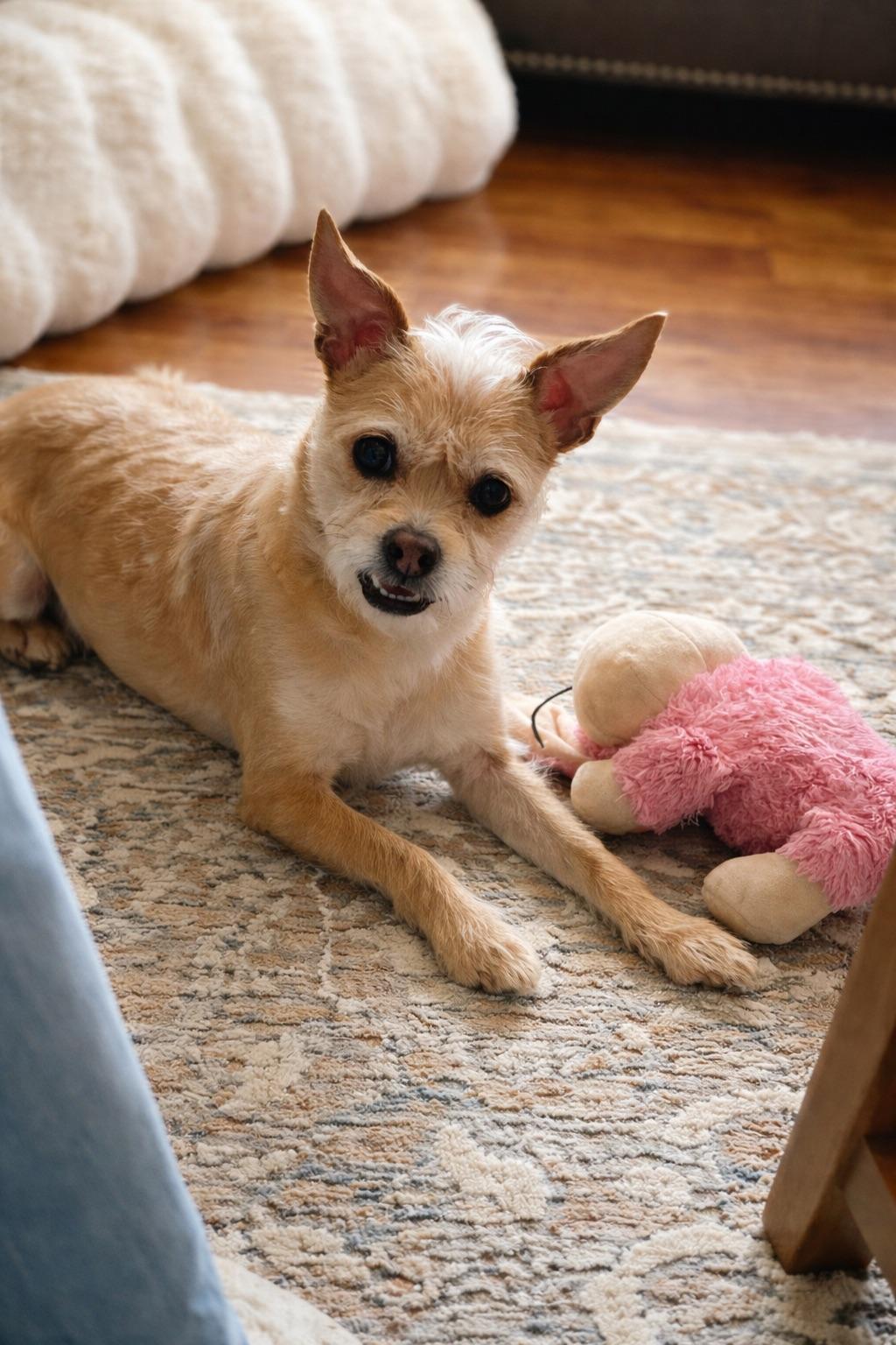 DAISY, a Adoptable mixed breed in Branford, CT image 1/4