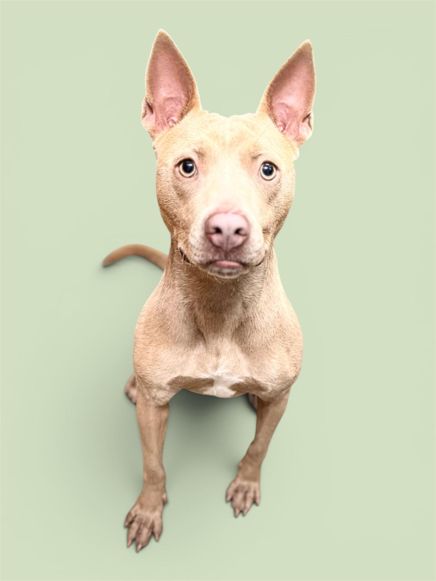 Enlarge Savy, a ADOPTABLE Mixed Breed in Troy, AL image 1/2