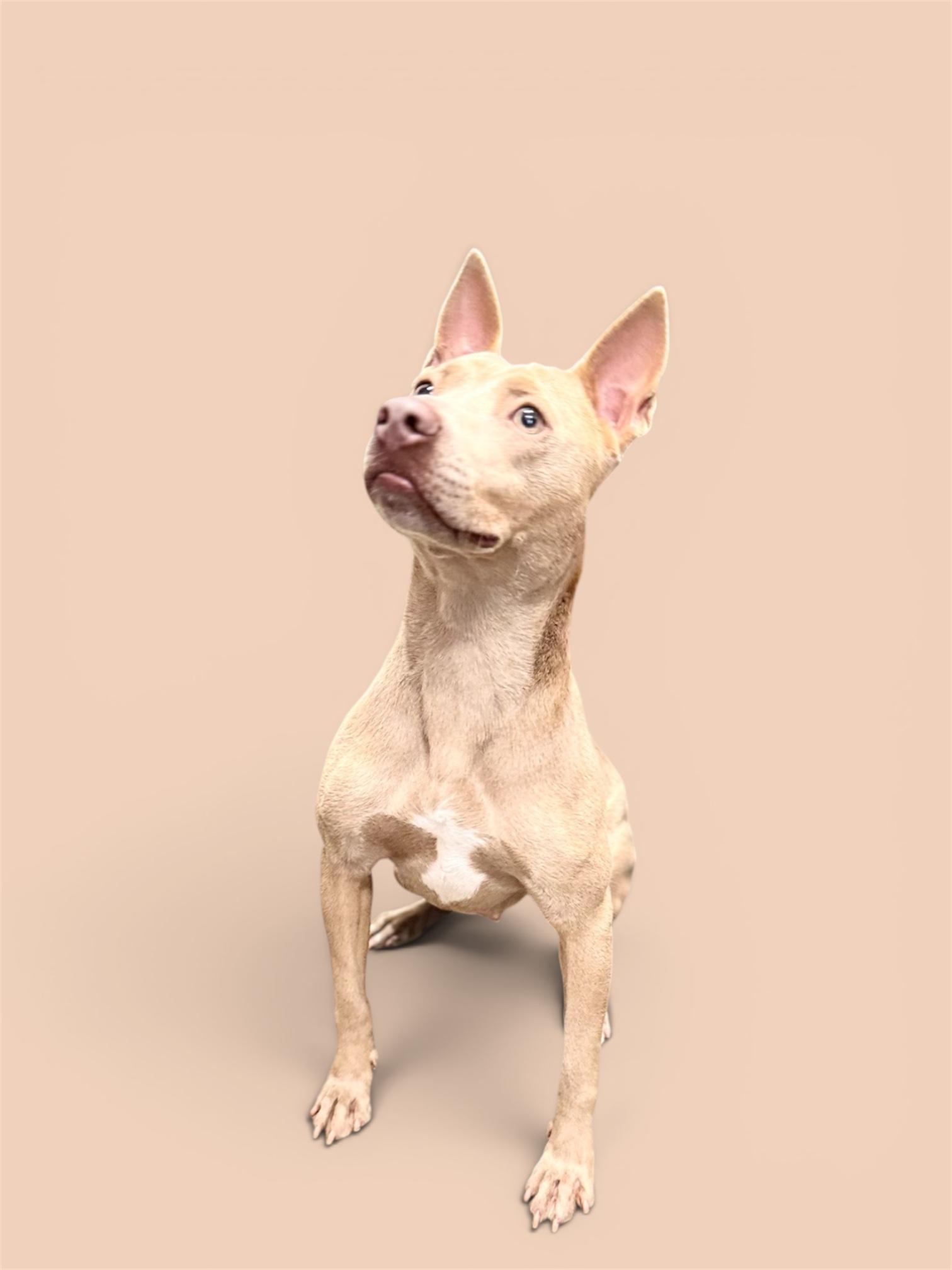 Enlarge Savy, a ADOPTABLE Mixed Breed in Troy, AL image 2/2