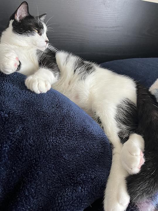 Enlarge Leonhard, a Adoptable Domestic Short Hair in Long Beach, CA image 4/6