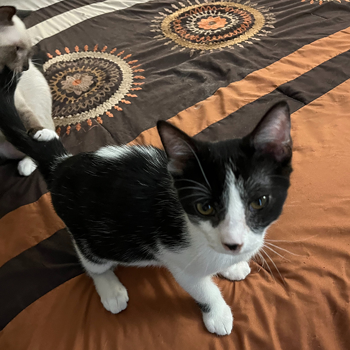 Leonhard, Adoptable, Young Male Domestic Short Hair.