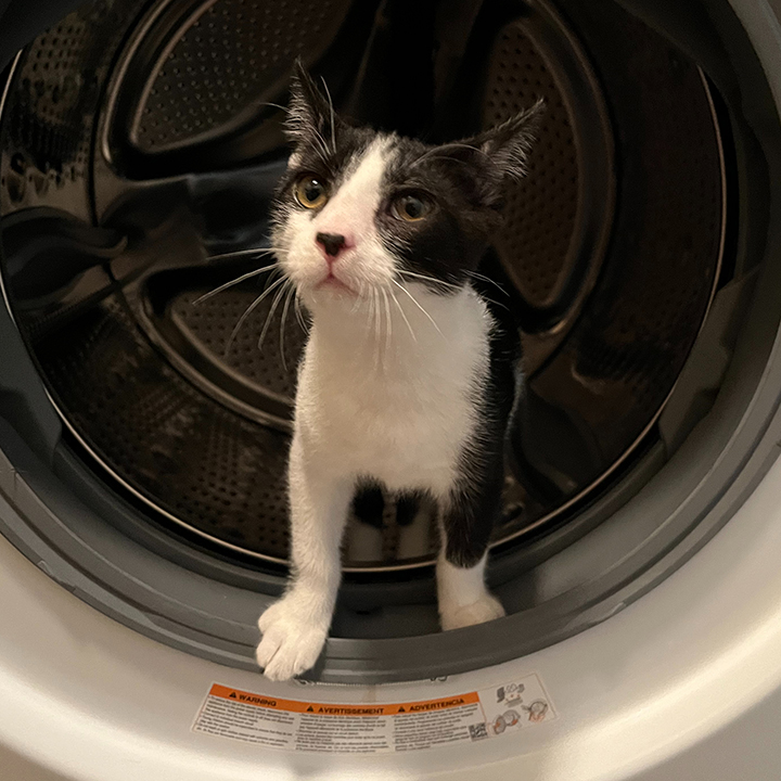 Leonhard, a Adoptable Domestic Short Hair in Long Beach, CA image 2/6