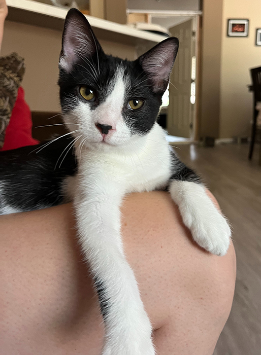 Leonhard, a Adoptable Domestic Short Hair in Long Beach, CA image 3/6