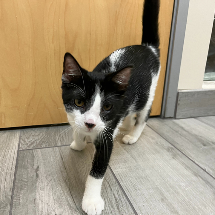 Leonhard, a Adoptable Domestic Short Hair in Long Beach, CA image 4/6