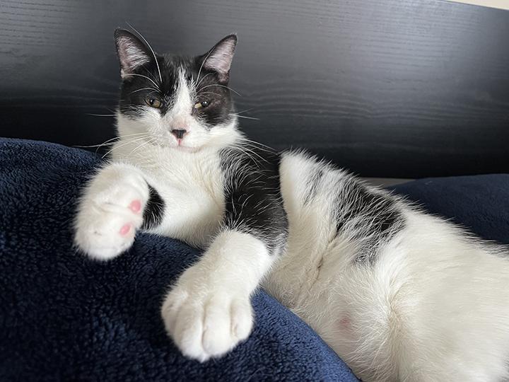 Enlarge Leonhard, a Adoptable Domestic Short Hair in Long Beach, CA image 1/6