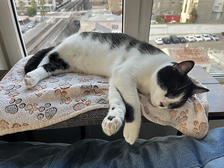 Enlarge Leonhard, a Adoptable Domestic Short Hair in Long Beach, CA image 5/6