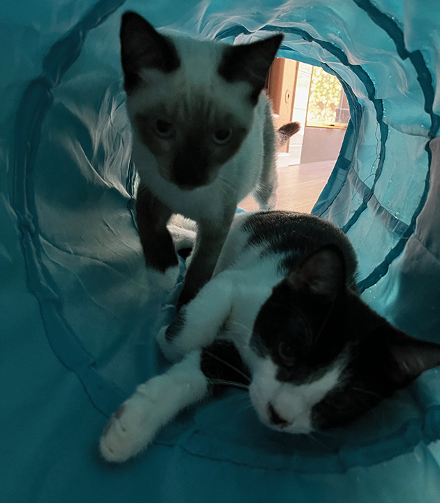 Leonhard, a Adoptable Domestic Short Hair in Long Beach, CA image 5/6