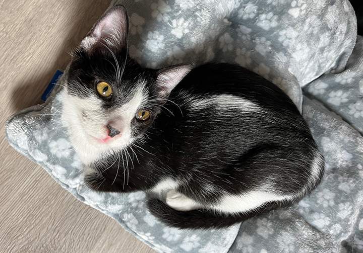 Leonhard, a Adoptable Domestic Short Hair in Long Beach, CA image 6/6