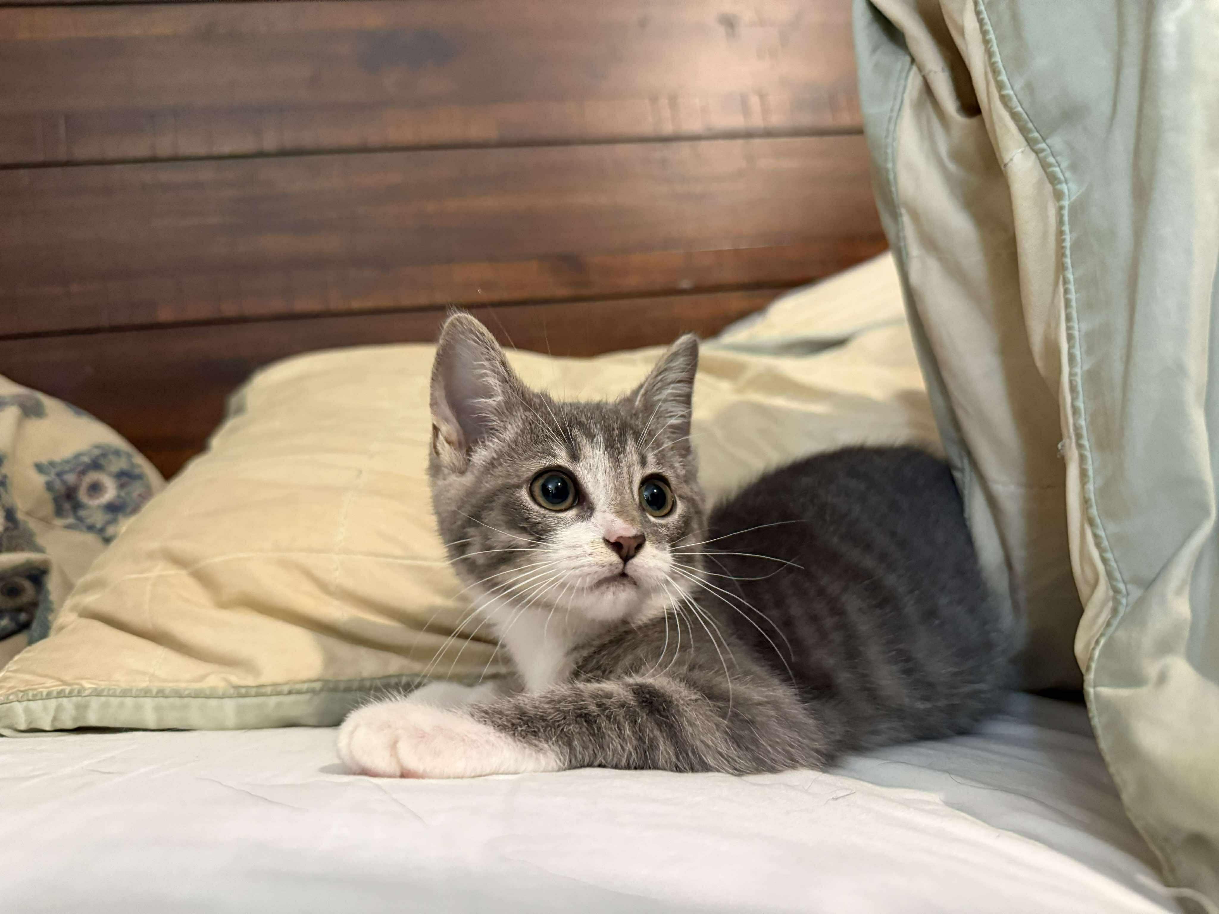 Cricket, Adopted, Kitten Female Tabby & Silver.