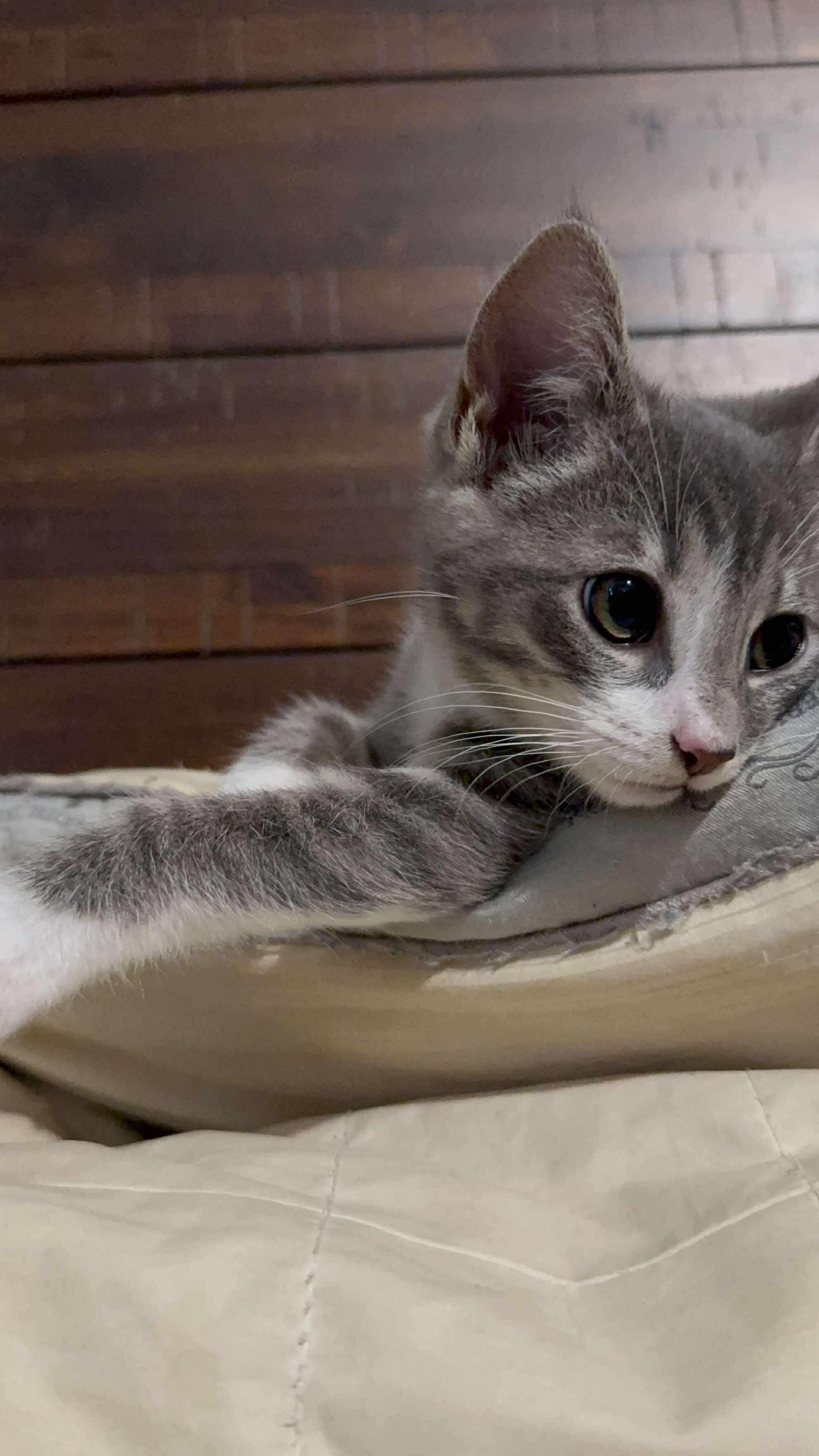 Enlarge Cricket, a Adopted mixed breed in Winchester, KY image 2/2