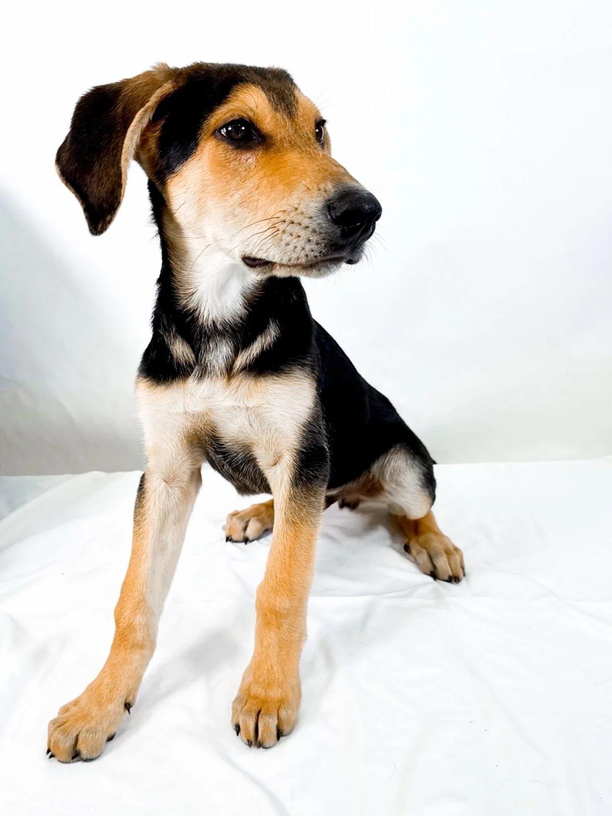 Rodeo, a ADOPTABLE mixed breed in Bixby, OK image 2/4