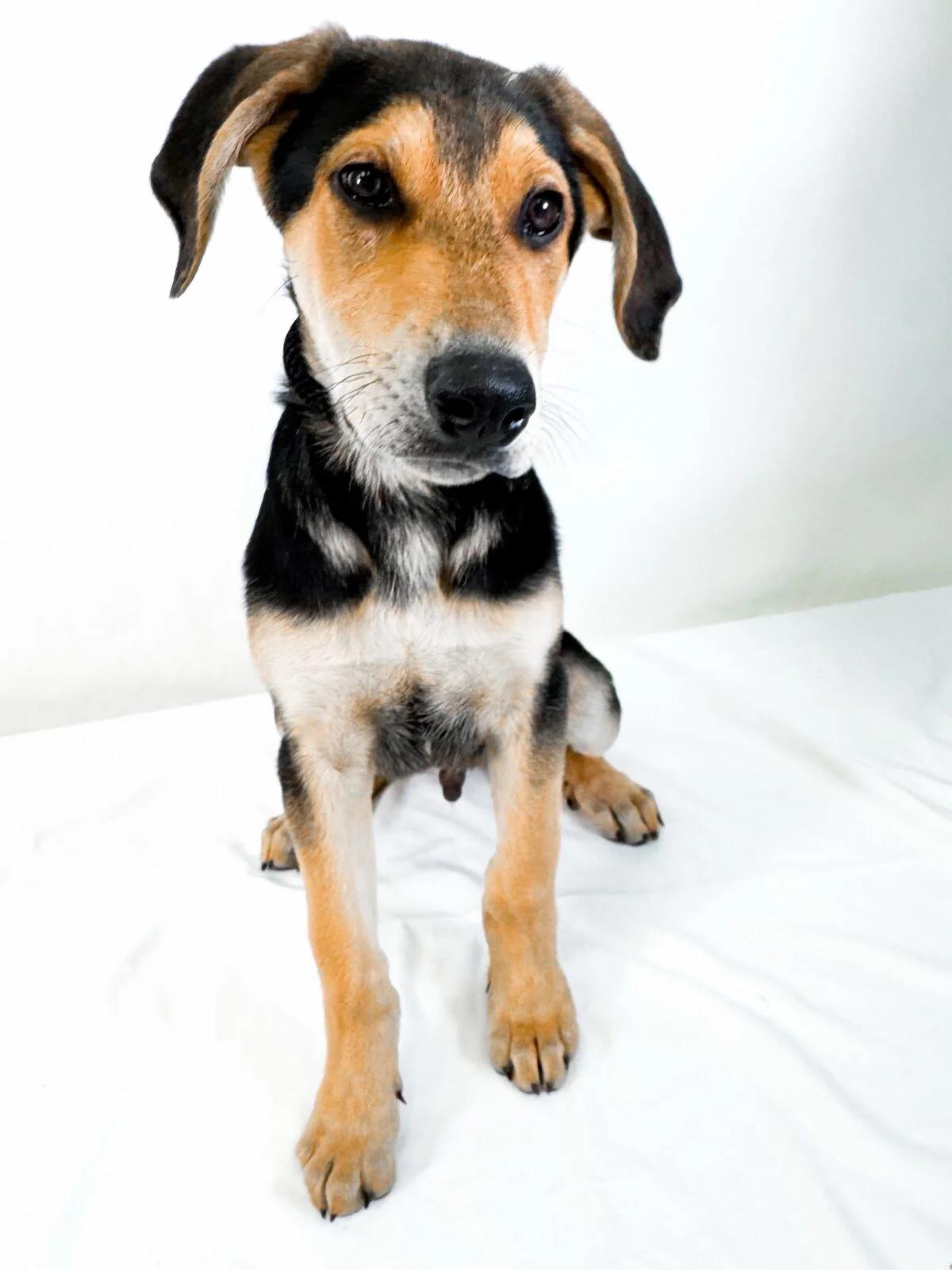 Rodeo, a ADOPTABLE mixed breed in Bixby, OK image 4/4