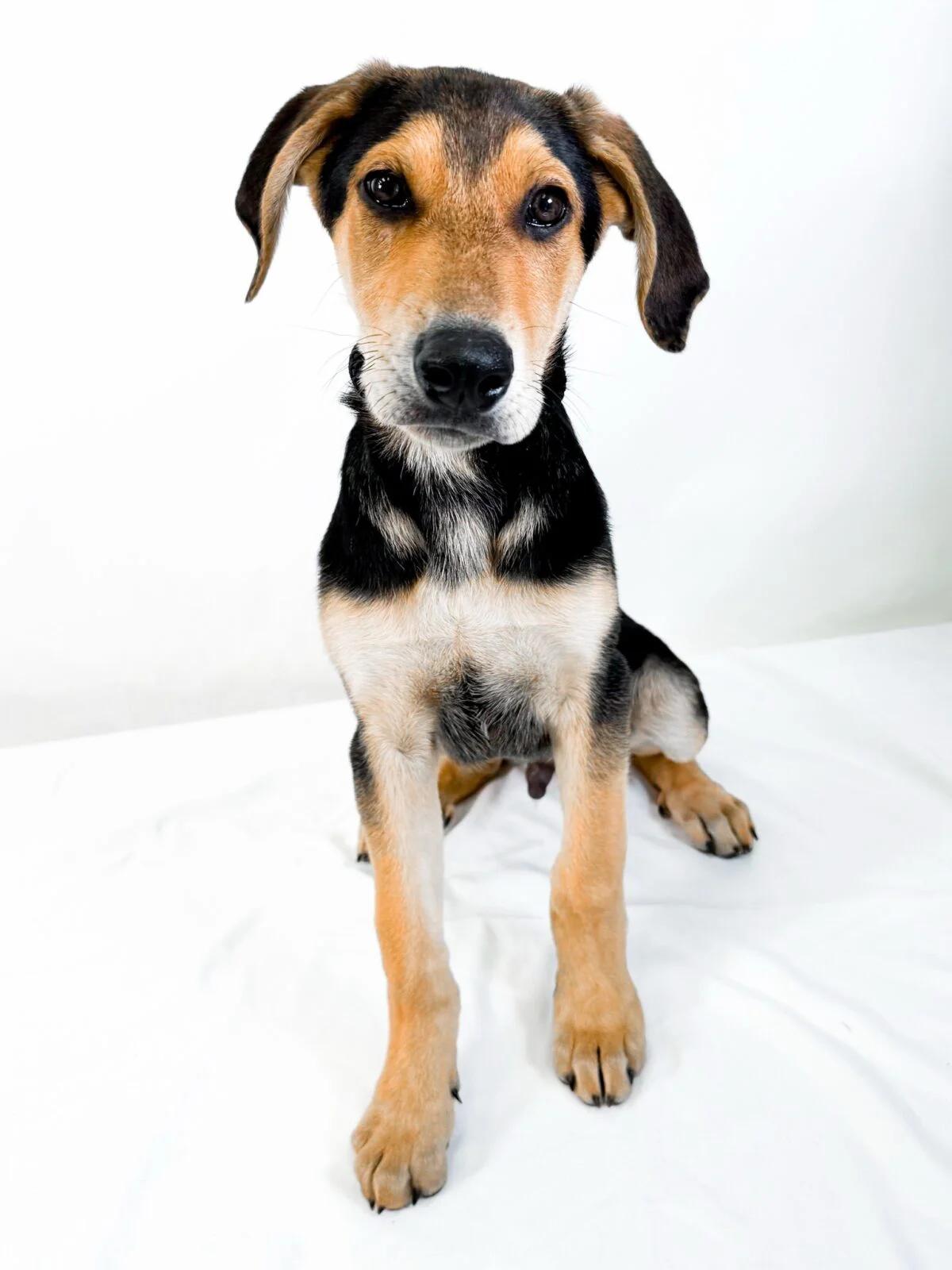 Rodeo, a ADOPTABLE mixed breed in Bixby, OK image 3/4