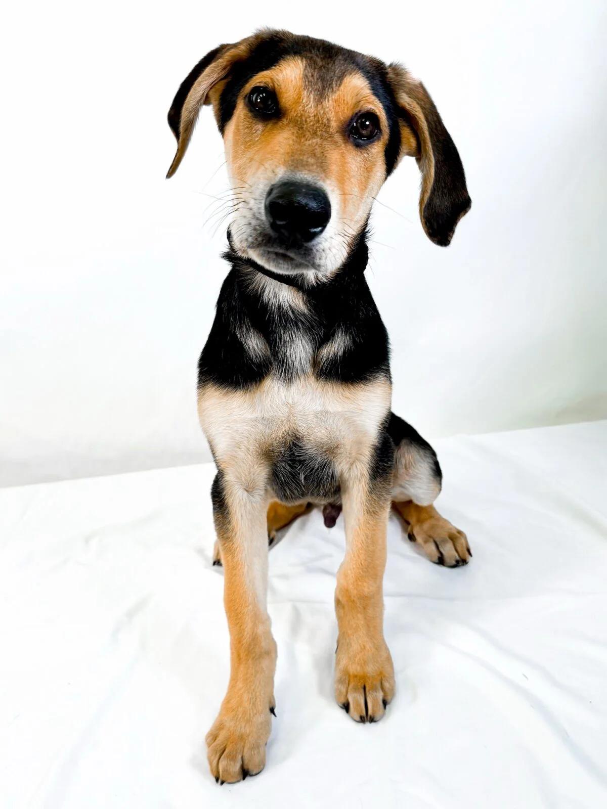 Rodeo, a ADOPTABLE mixed breed in Bixby, OK image 1/4