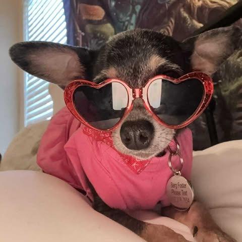 Cindy Lou, Adoptable, Senior Female Chihuahua.