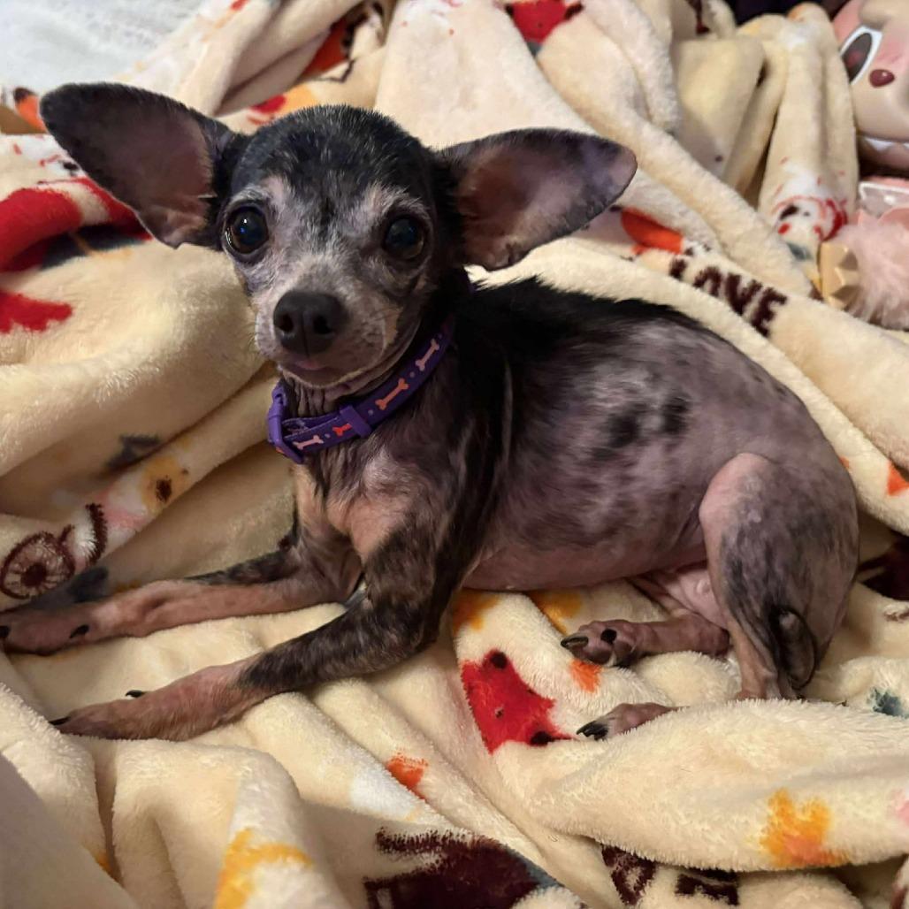 Cindy Lou, Adoptable, Senior Female Chihuahua.