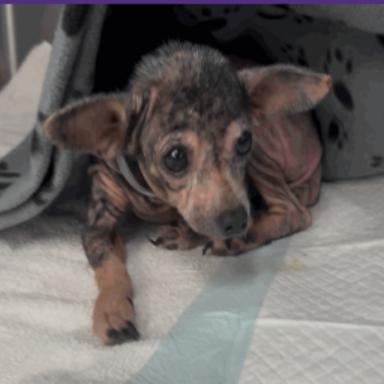 Cindy Lou, a Adoptable Chihuahua in Katy, TX image 2/3