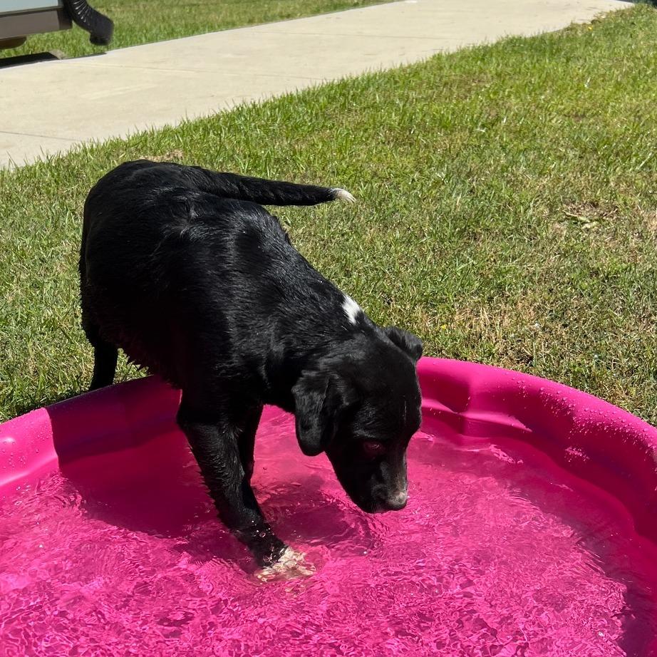 Bravo, a Adoptable Black Labrador Retriever in Donalsonville, GA image 2/6
