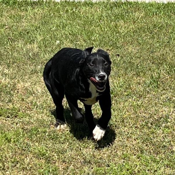 Bravo, a Adoptable Black Labrador Retriever in Donalsonville, GA image 4/6