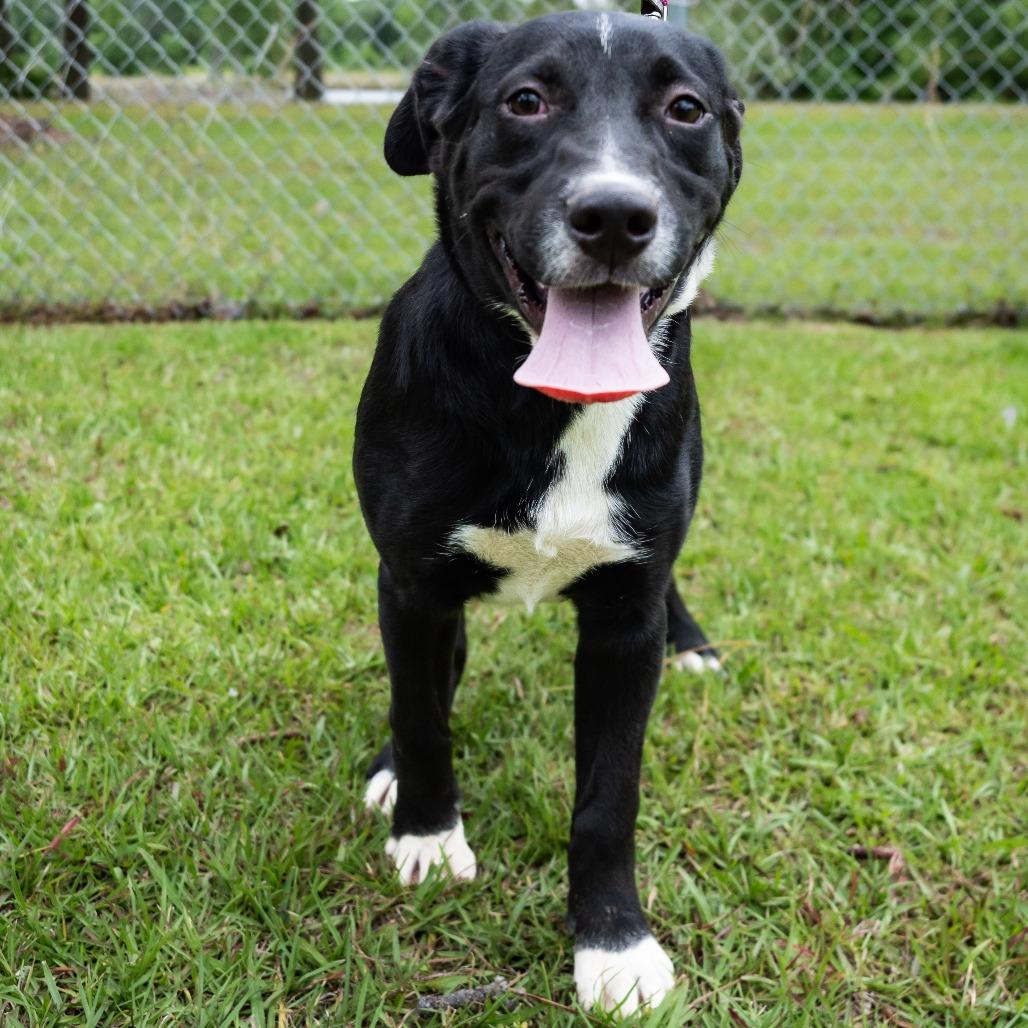 Bravo, a Adoptable Black Labrador Retriever in Donalsonville, GA image 5/6