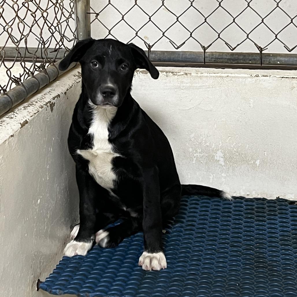 Bravo, a Adoptable Black Labrador Retriever in Donalsonville, GA image 6/6