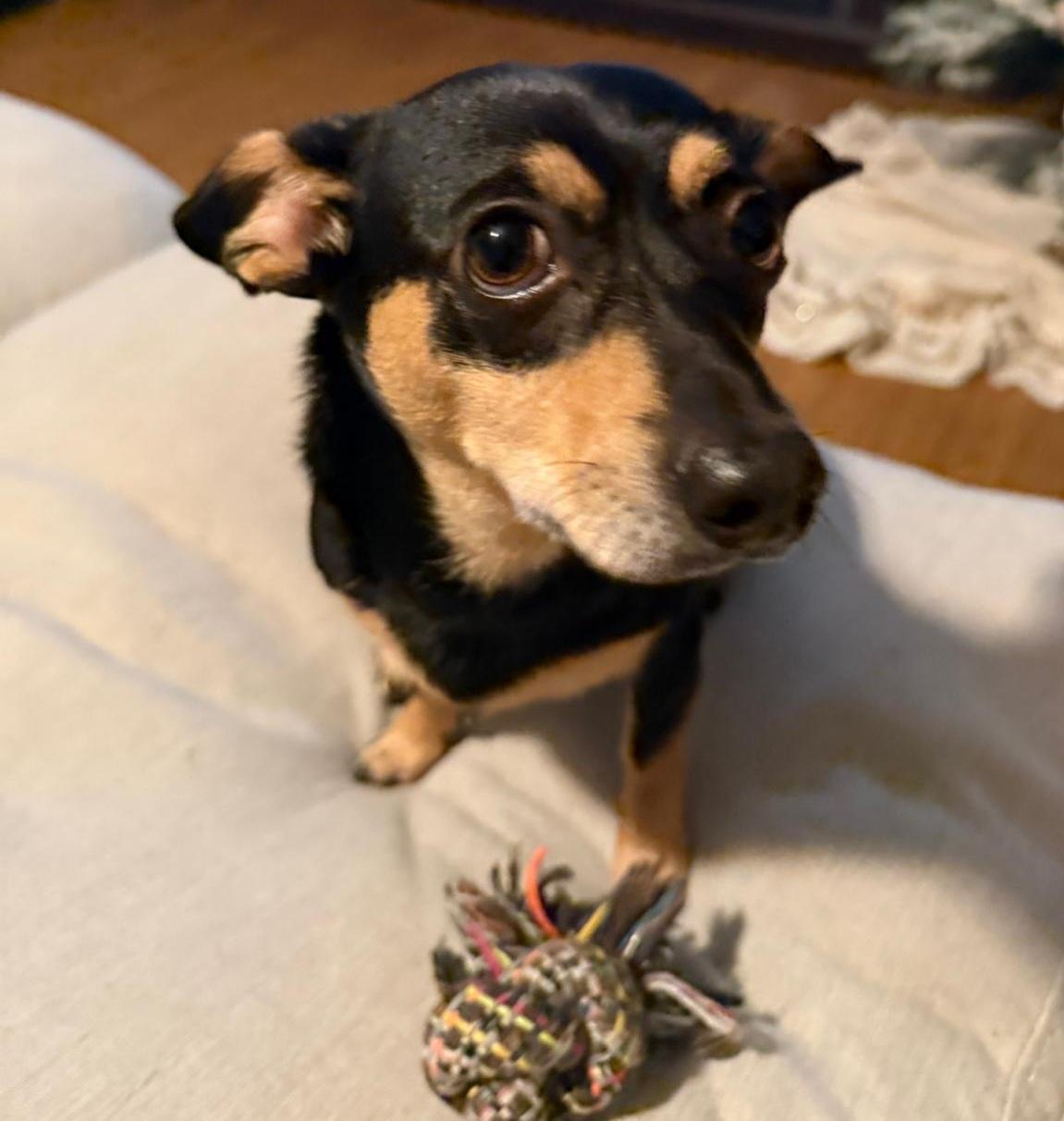 Teddy, ADOPTABLE, Adult Male Chihuahua.