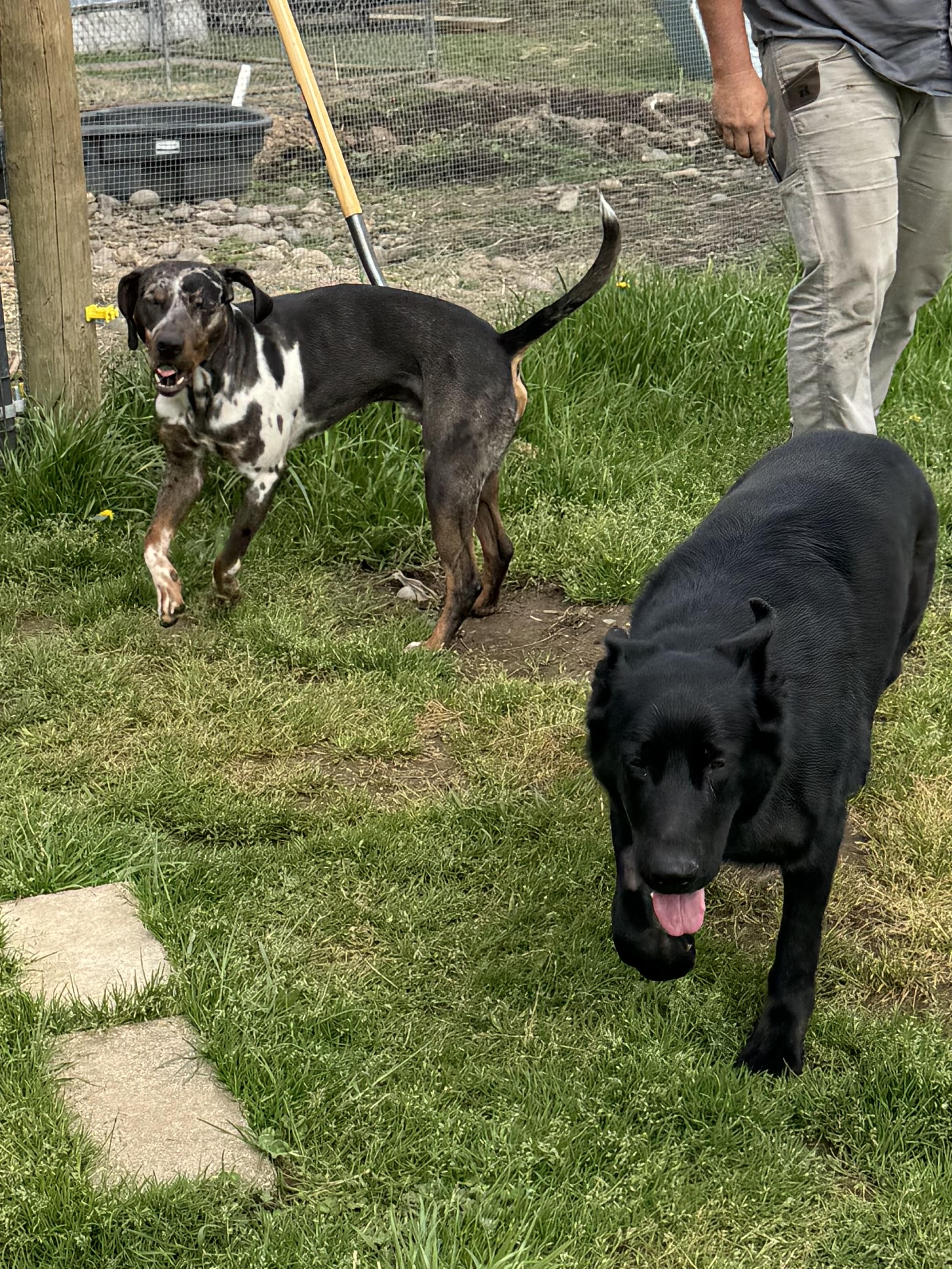 Enlarge GARRIUS - JJ (LAFAYETTE OREGON), a Adoptable Catahoula Leopard Dog in LAFAYETTE, OR image 3/4