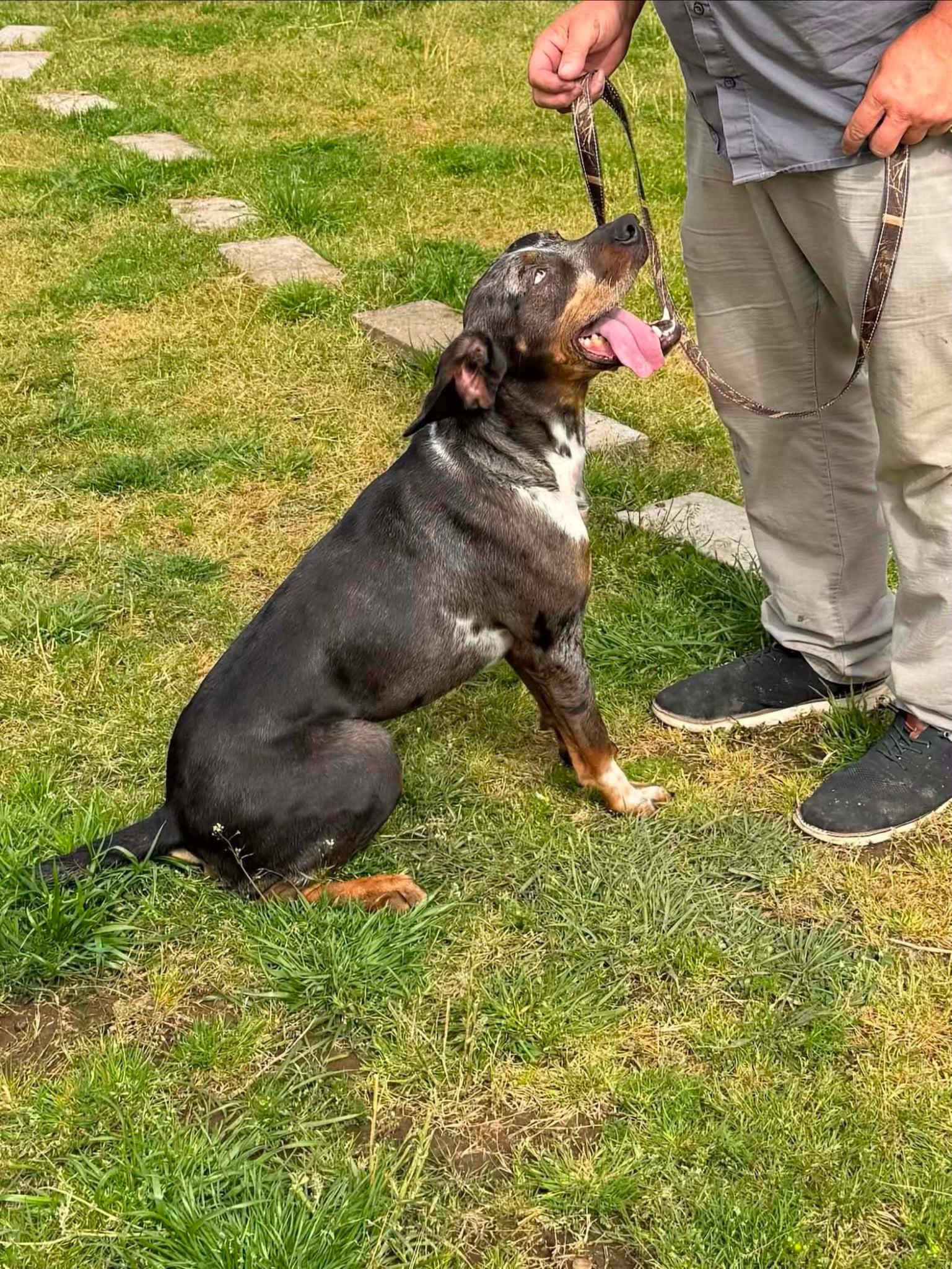GARRIUS - JJ (LAFAYETTE OREGON), Adoptable, Young Male Catahoula Leopard Dog.