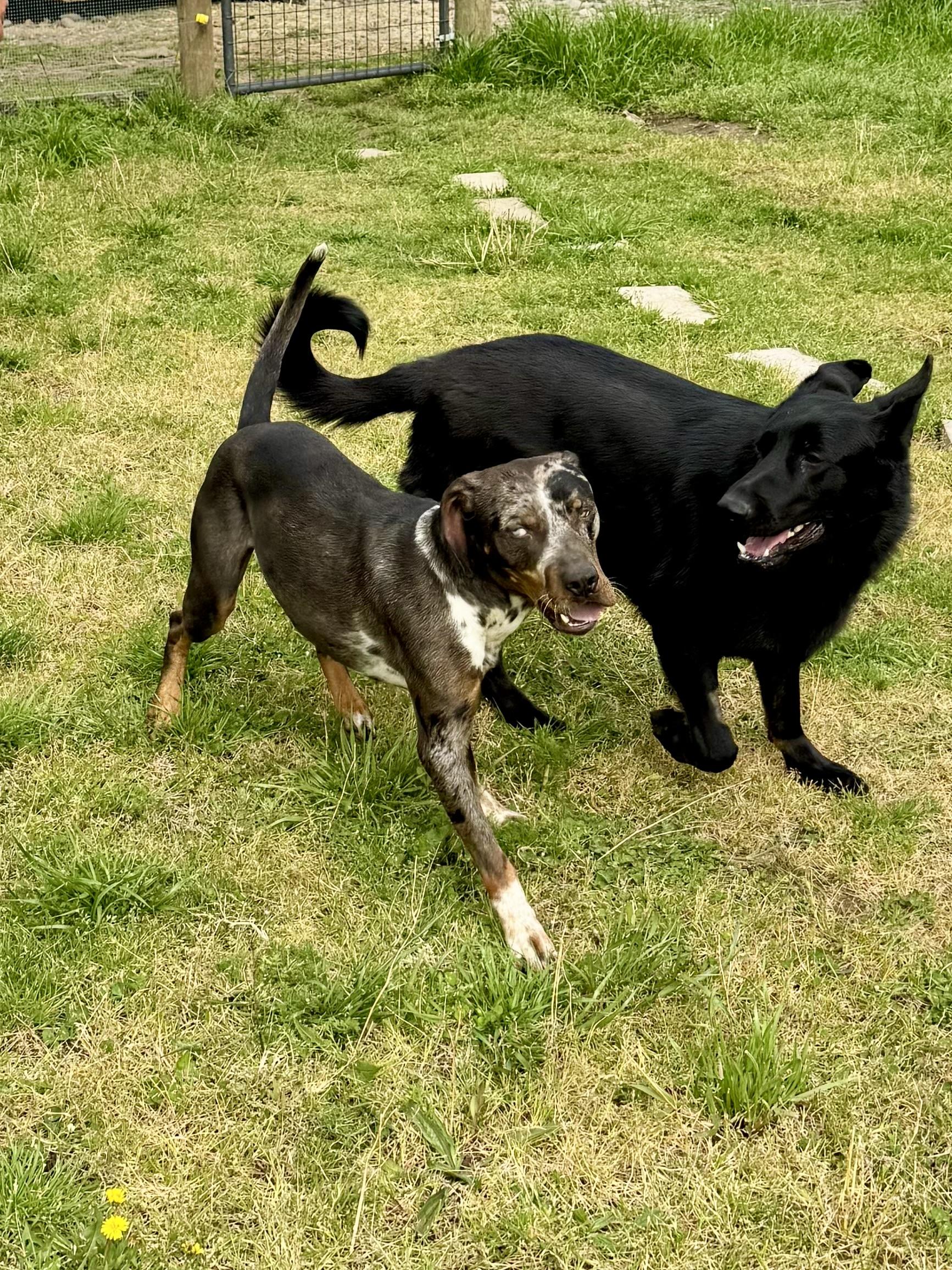 Enlarge GARRIUS - JJ (LAFAYETTE OREGON), a Adoptable Catahoula Leopard Dog in LAFAYETTE, OR image 4/4