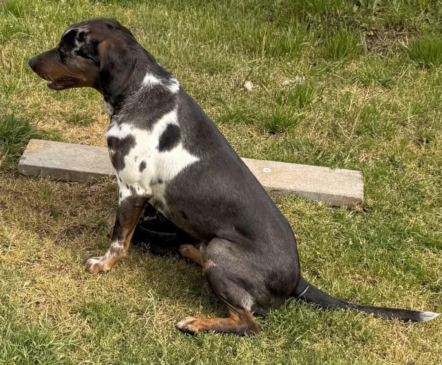 Enlarge GARRIUS - JJ (LAFAYETTE OREGON), a Adoptable Catahoula Leopard Dog in LAFAYETTE, OR image 2/4