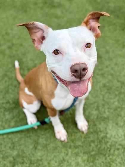 Nala Star, a Adoptable mixed breed in Roseville, CA image 1/3