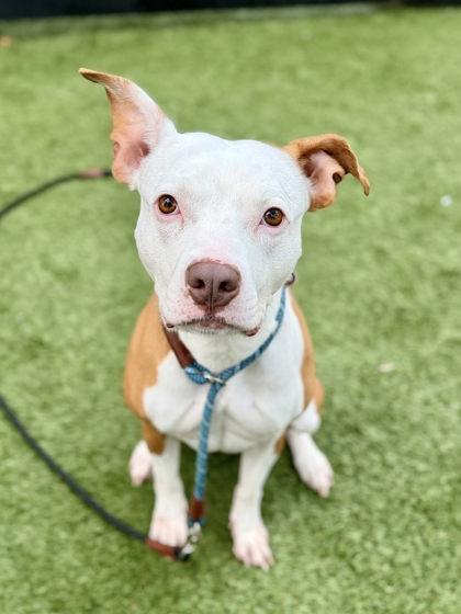 Nala Star, a Adoptable mixed breed in Roseville, CA image 2/3