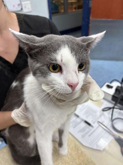 Earl Gray, Adopted, Young Male Domestic Short Hair.